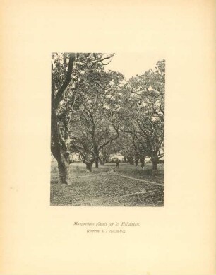 Mangoustans plantés par les Hollandais