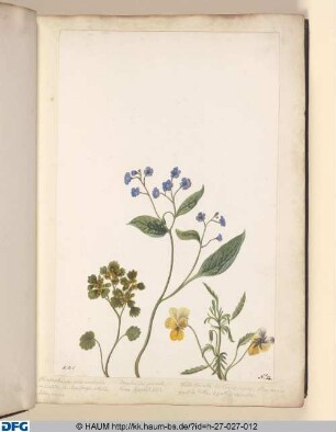 Chryfospenium, foliis amphoribus auriculatis. S. farifraga, rotundifolia, aurea. | Omphalodes pumila; verna, Symphyti folio. | Viola tricolor, hortenfis, repens; flore anreo, pallide lutes x pallide caerules.