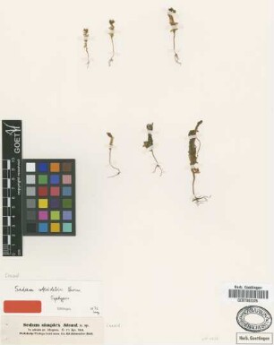 Sedum simplex Steud. ex Boiss. [type]