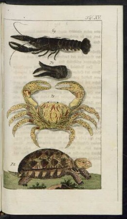 Taf. XV. Fig 69. - 71. Der Krebs Fig. 72. Die Spornschildkröte