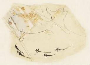 Fisch und Kaulquappen