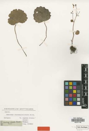 Saxifraga repanda Willd. ex Sternb. [type]