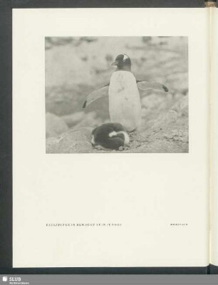 Eselspinguin bewacht sein Junges