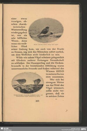 Heckenbraunelle, Accentor madularis, Linn., und Haussperling, Passer domesticus, Linn.