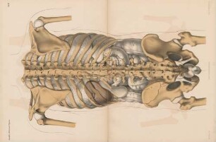 Abdominal-Organe