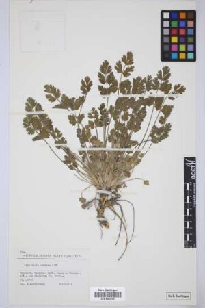 Pimpinella cumbrae Link