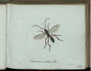 Ichneumon pedator Fabr. [bis] Sphex atra Fabr.