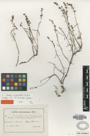 Stachys tenuifolia Janka [isotype]