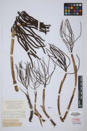 Chamaedorea flavovirens H.Wendl.[type]