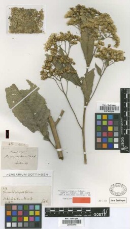 Vernonia pinguis Griseb. [syntype]