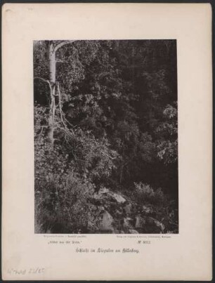 Schlucht im Lisgraben am Hillenberg.
