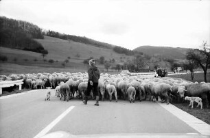 Schuttertal: Schafherde auf der Schuttertalstraße bei Schuttertal