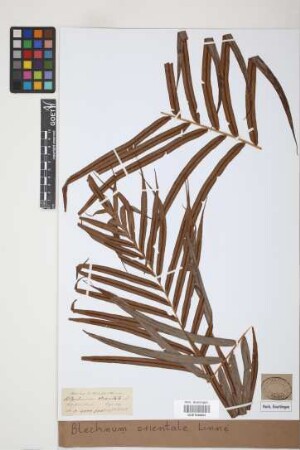 Blechnum orientale L.
