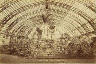 Flora in Charlottenburg, Inneres Palmenhaus