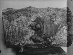 Zunderschwamm : Ein Zunderschwamm (Fomes fomentarius Fries). Geotropismus an Pilzen.
