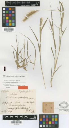 Cenchrus macrostachyus Hochst. ex Steud. [isotype]
