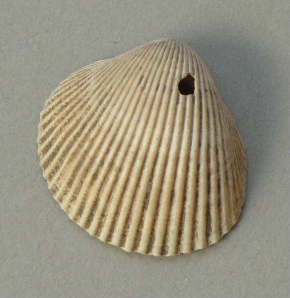 Muschelschale