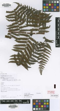 Alsophila minervae Lehnert [isotype]