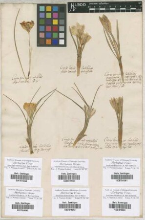 Crocus