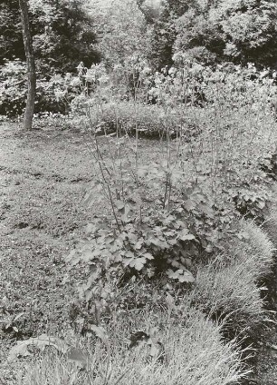 Stauden im parkähnlichen Garten