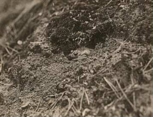Deutschland. Knoblauchkröte (Pelobates fuscus) beim Eingraben in die Erde, Terrarientier