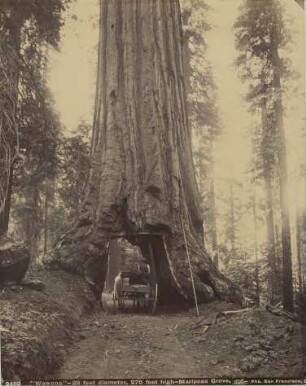 Yosemite: Mariposa Grove, Wawona : big trees (Diameter: 8 meters, height: 90 meters)