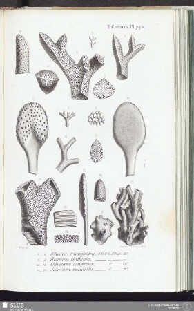 T. Crétacés, Pl. 790