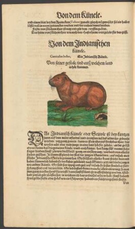 Von dem Indianischen Künele. Cuniculus Indus. Ein Indianisch Künele.