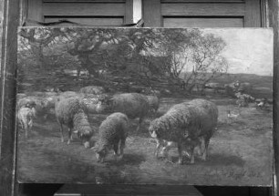 Weidende Schafe