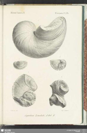 Pl. 576