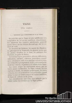 Vigne (Vitis vinifera)