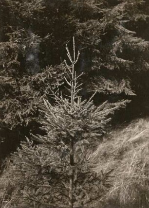 Wipfeldürre Fichte (Picea)
