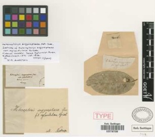 Heteropterys argyrophaea A. Juss. f. eglandulosa Griseb.