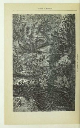 22. Urwald in Brasilien