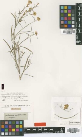 Erysimum angustifolium Ehrh. [lectotype]