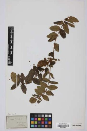 Rhus coriaria L.