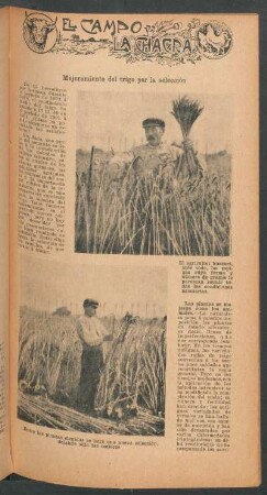 Mejoramiento del trigo por la selección : El campo y la chacra