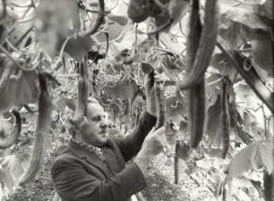 Gurkenanbau in Radibor, Gewächshaus : Land- und Viehwirtschaft - Gemüsehandel (Gärtnerei). Ort: Radwor / Radibor. Gärtnerei der Landwirtschaftlichen Produktionsgenossenschaft