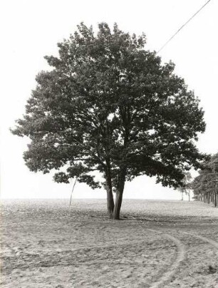 Traubeneiche (Quercus petraea, Syn.: Q. sessilis, Q. sessiliflora), auch Wintereiche auf dem Heller in Dresden