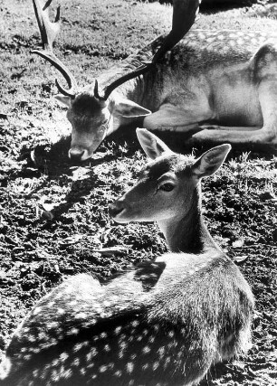 Hamburg, Hirschpark : Hamburg-Blankenese. Hirschpark. Damwild im Gehege