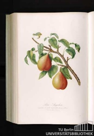 Pera Angelica
