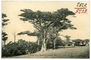 Monterey County. Cypress Tree, Monterey County, Cal.