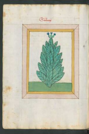 Salbei