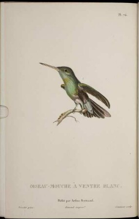 Pl. 76. Oiseau-Mouche à Ventre Blanc [bis] Pl. 85 Nid D' Oiseau-Mouche