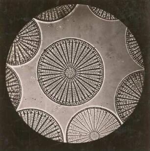 Kieselalgen oder Diatomeen (Bacillariophyta), Arachnoidiscus ornatus. Mikro-Aufnahme