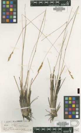Andropogon sp.
