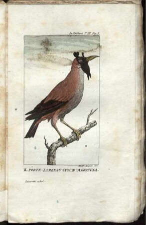 Il Porte-Lambeau Specie Di Gracula.