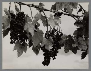 Weinreben, Toskana