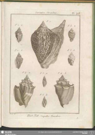 Pl. 408. Strombe. Strombus
