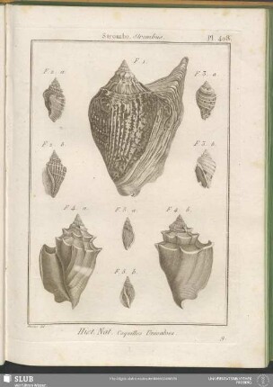 Pl. 408. Strombe. Strombus